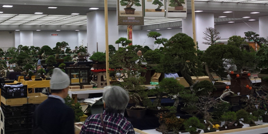 Nippon bonsai taikan-ten Japan