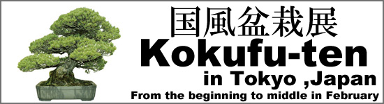 Kokufu ten Japan bonsai