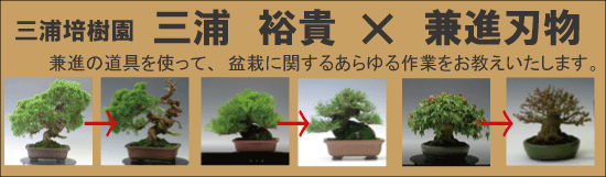 小品盆栽 三浦培樹園 三浦 裕貴