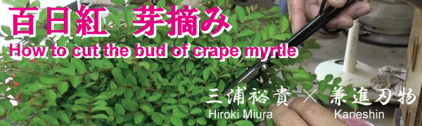 小品盆栽 百日紅