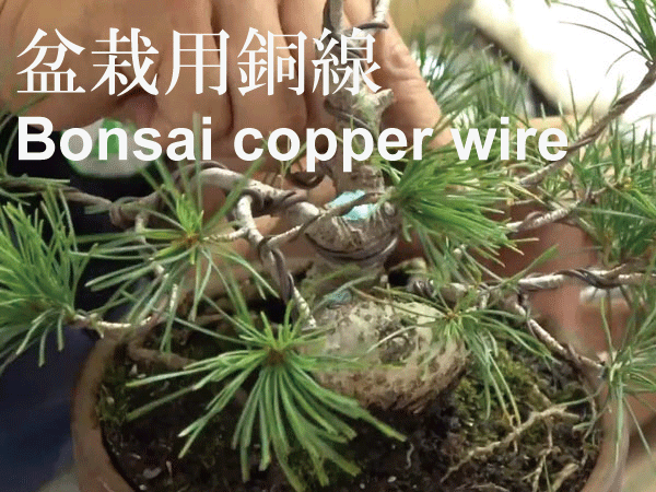 Bonsai copper wire