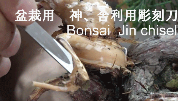 Bonsai Jin chisel