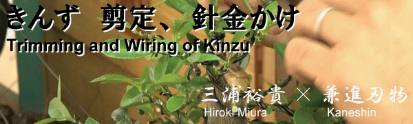 Trimming and wiring of Bonsai kinzu by Japanese bonsai master