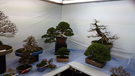 国風展　売店　立春盆栽大市　上野グリーンクラブ