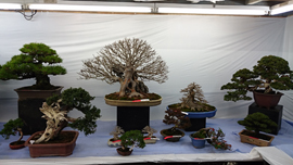 国風展　売店　立春盆栽大市　上野グリーンクラブ