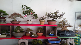 国風展　売店　立春盆栽大市　上野グリーンクラブ