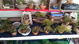 国風展　売店　立春盆栽大市　上野グリーンクラブ