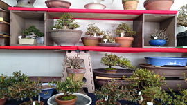 国風展　売店　立春盆栽大市　上野グリーンクラブ