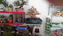 国風展　売店　立春盆栽大市　上野グリーンクラブ