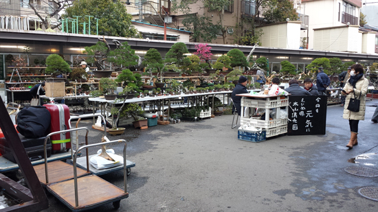 国風盆栽展　立春盆栽大市　上野グリーンクラブ