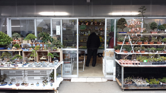 国風盆栽展　立春盆栽大市　上野グリーンクラブ