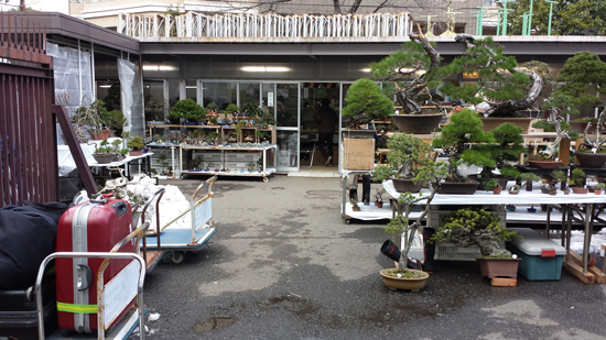 国風盆栽展　立春盆栽大市　上野グリーンクラブ