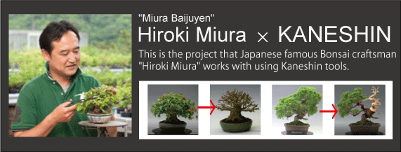 Bonsai craftsman Hiroki Miura