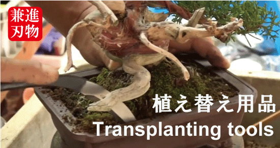 Bonsai transplanting tools